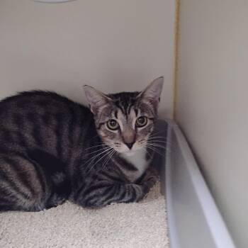Peaches -  Domestic Short Hair Cat for Adoption in Wilmington, Delaware - Peaches | PetCurious