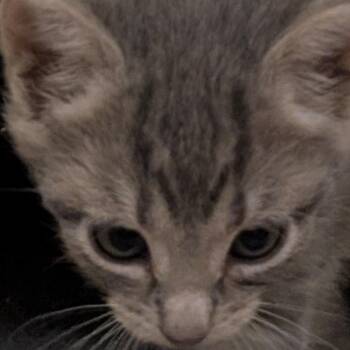 Latte -  Domestic Short Hair Cat for Adoption in Bel Air, Maryland - Latte | PetCurious