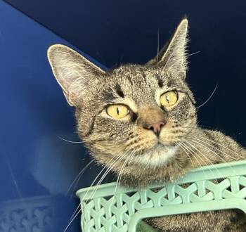 Jessie -  Domestic Short Hair Cat for Adoption in Golden, Colorado - Jessie | PetCurious
