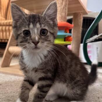Marsha -  Domestic Short Hair Cat for Adoption in La Grange, Kentucky - Marsha | PetCurious