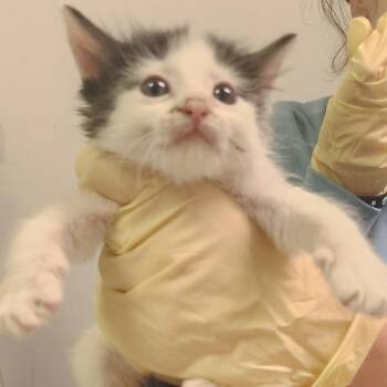 Domestic Short Hair Cats Available for Adoption - Sandmouse | PetCurious