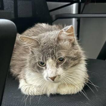 Rescue Domestic Medium Hair Cats for Adoption in Los Angeles, California - Tito | PetCurious