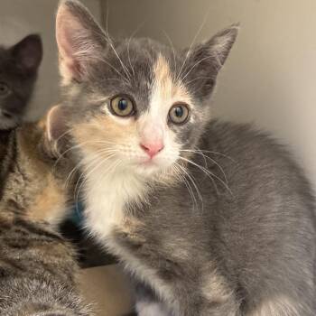 Nova -  Domestic Short Hair Cat for Adoption in Naperville, Illinois - Nova | PetCurious