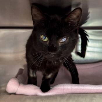 Domestic Short Hair Cats Available for Adoption in Kennebunk, Maine - China | PetCurious