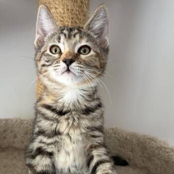 Barbie -  Domestic Short Hair Cat for Adoption in Los Angeles, California - Barbie | PetCurious