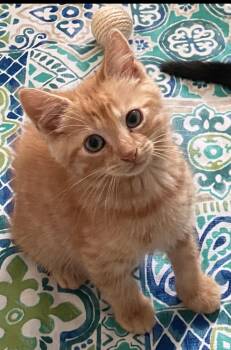 Sunny -  Domestic Short Hair Cat for Adoption - Sunny | PetCurious