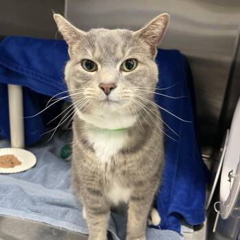 Domestic Medium Hair Cats Available for Adoption in Fort Wayne, Indiana - Skittles | PetCurious