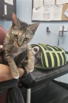 A138872 -  Domestic Short Hair Cat for Adoption in Palmetto, Florida - A138872 | PetCurious