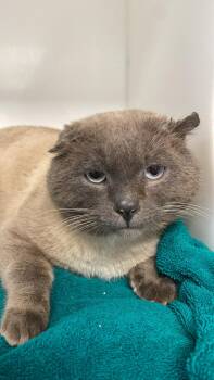 Domestic Short Hair Cats Available for Adoption - Orion | PetCurious