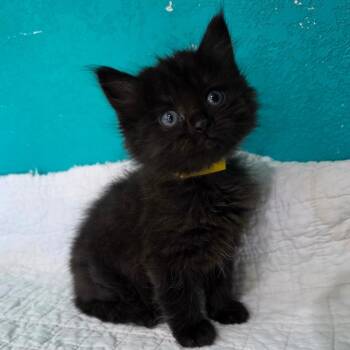 Domestic Long Hair Cats Available for Adoption in Jefferson City, Tennessee - Clint Barton | PetCurious