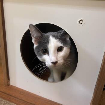 Kehlani -  Domestic Short Hair Cat for Adoption in Fresno, California - Kehlani | PetCurious