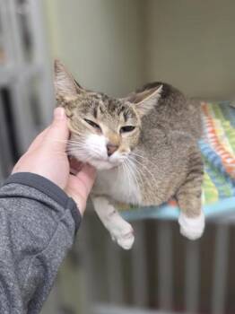 Candle -  Domestic Short Hair Cat for Adoption in Westland, Michigan - Candle | PetCurious