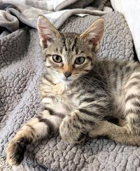 Tiger -  Domestic Short Hair Cat for Adoption in Kansas City, Missouri - Tiger | PetCurious