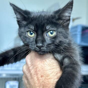 Emelia -  Domestic Short Hair Cat for Adoption in Matteson, Illinois - Emelia | PetCurious