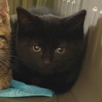 Lighthouse -  Domestic Short Hair Cat Available for Adoption in Fenton, Michigan - Lighthouse | PetCurious