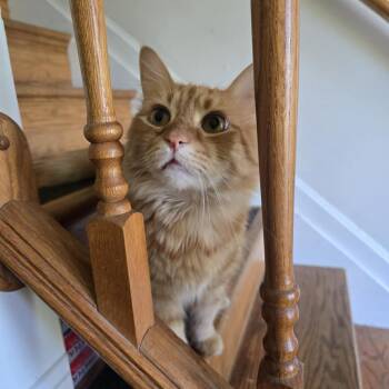 Whiskey -  Domestic Long Hair Cat Available for Adoption in Jarrettsville, Maryland - Whiskey | PetCurious
