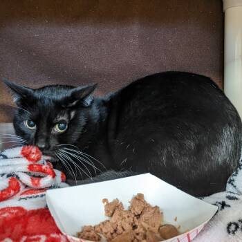 Rescue Domestic Short Hair Cats for Adoption in Downers Grove, Illinois - B-Rad | PetCurious