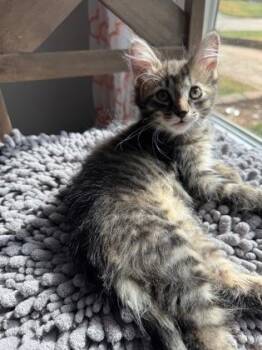 Tortellini -  Domestic Medium Hair Cat for Adoption in Edmond, Oklahoma - Tortellini | PetCurious