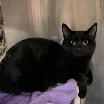 Domestic Short Hair Cats Available for Adoption - Soft Pretzel | PetCurious