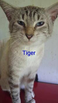 Tiger -  Siamese Cat for Adoption in Camden, Tennessee - Tiger | PetCurious