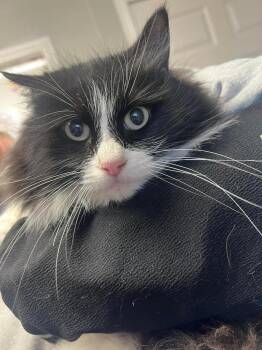 Domestic Long Hair Cats Available for Adoption - Sprinkle | PetCurious