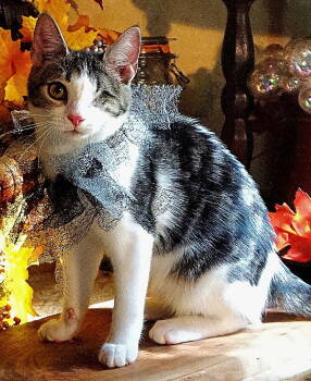 Rescue Tabby Cats for Adoption in Franklin, Tennessee - KITTEN STARLING | PetCurious