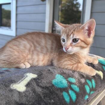 Cheddar 26-04-105 -  Domestic Short Hair Cat for Adoption in Bastrop, Texas - Cheddar 26-04-105 | PetCurious
