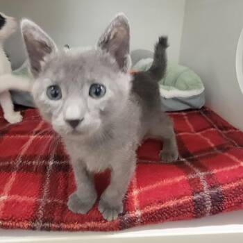 Nickel -  Domestic Short Hair Cat for Adoption in Phoenix, Arizona - Nickel | PetCurious