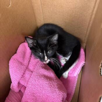 Hartdover -  Domestic Short Hair Cat for Adoption in Winston-salem, North Carolina - Hartdover | PetCurious