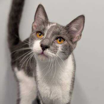 Nessarose -  Domestic Short Hair Cat for Adoption in Cape Girardeau, Missouri - Nessarose | PetCurious