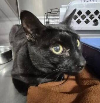 Cashy -  Domestic Short Hair Cat for Adoption in Butte, Montana - Cashy | PetCurious