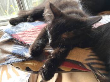Gibbous -  Domestic Long Hair Cat for Adoption in Wheaton, Illinois - Gibbous | PetCurious