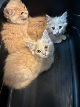 Patriot -  Domestic Long Hair Cat for Adoption in Little Elm, Texas - Patriot | PetCurious