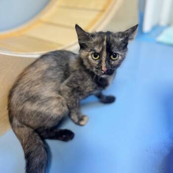 Runin -  Domestic Short Hair Cat for Adoption in Brownsboro, Alabama - Runin | PetCurious