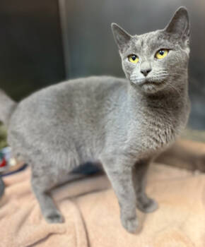 Rescue Domestic Short Hair Cats for Adoption in Verona, Wisconsin - Bernadette | PetCurious