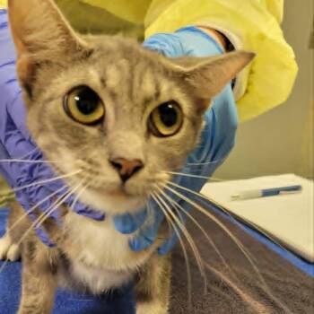 Marina -  Domestic Short Hair Cat for Adoption in Concord, North Carolina - Marina | PetCurious
