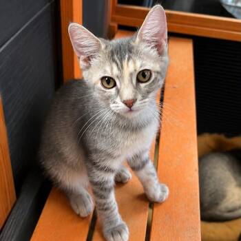 Martha -  Domestic Short Hair Cat for Adoption in Antioch, California - Martha | PetCurious