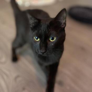 Luciana -  Domestic Short Hair Cat for Adoption in Cumming, Georgia - Luciana | PetCurious