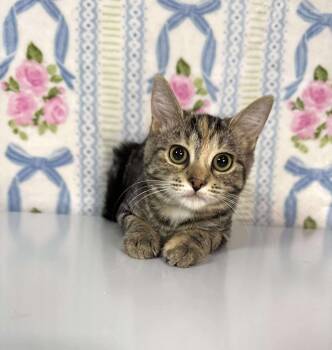 Rescue Tabby and Calico Cats for Adoption in Greensburg, Pennsylvania - Martini | PetCurious