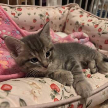 Domestic Short Hair Cats Available for Adoption in Madison, Wisconsin - Pinto | PetCurious