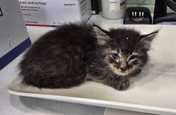 YANG -  Domestic Medium Hair and Domestic Short Hair Cat for Adoption in Grand Prairie, Texas - YANG | PetCurious