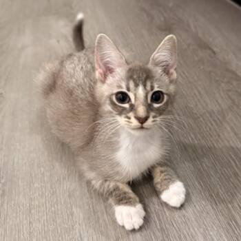 Nougat -  Domestic Short Hair Cat for Adoption in Los Angeles, California - Nougat | PetCurious