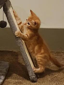 Yates -  Tabby and Domestic Short Hair Cat for Adoption in Buford, Georgia - Yates | PetCurious