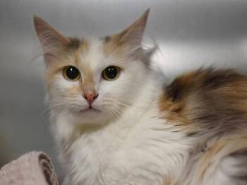 Peek-A-Boo -  Domestic Medium Hair Cat for Adoption in Portland, Oregon - Peek-A-Boo | PetCurious