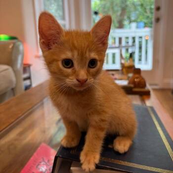 Evie -  Domestic Short Hair Cat for Adoption in Spokane, Washington - Evie | PetCurious