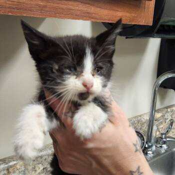 Lucky 060207U -  Domestic Short Hair Cat for Adoption in Tupelo, Mississippi - Lucky 060207U | PetCurious