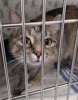 Neemo -  Domestic Short Hair Cat for Adoption in Montreal, Quebec - Neemo | PetCurious