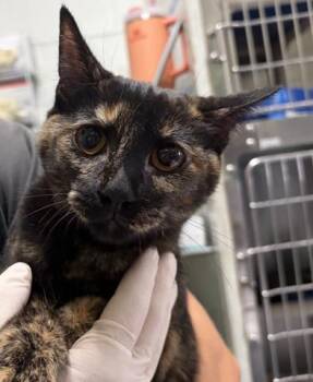 TOFFEE PRETZEL -  Domestic Short Hair Cat for Adoption in Pensacola, Florida - TOFFEE PRETZEL | PetCurious