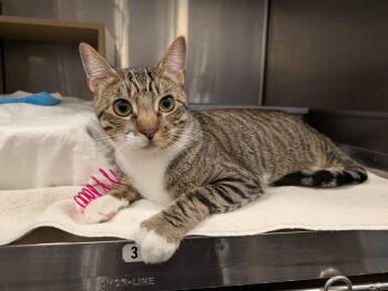 Tabby Cats Available for Adoption in San Juan Capistrano, California - Marty | PetCurious