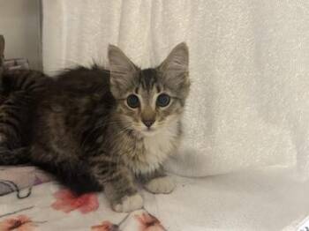 Vanilla Vulture -  Domestic Medium Hair Cat for Adoption in Kansas City, Missouri - Vanilla Vulture | PetCurious